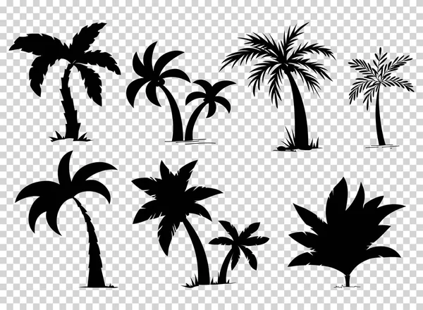 Conjunto de palmeras tropicales con hojas, plantas maduras y jóvenes, siluetas negras aisladas sobre fondo blanco. Vector . — Archivo Imágenes Vectoriales