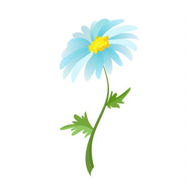Vektör beyaz papatya çiçek seamless modeli. Gerçekçi vektör daisy. Bitkisel çay, doğal kozmetik, sağlık ürünleri, Aromaterapi, Homeopati, tekstil için arka plan tasarımı.