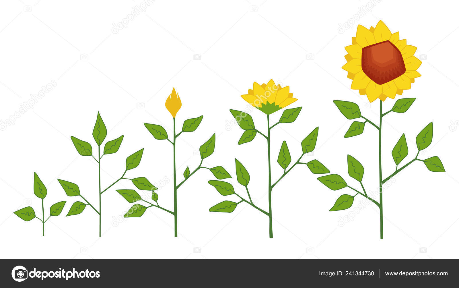 Free Free Plant Life Cycle Svg 209 SVG PNG EPS DXF File