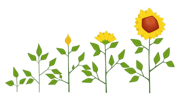 Concept vectoriel des stades de croissance des plantes de tournesol, symboles abstraits de fleurs isolés sur fond blanc. Cycle de vie du tournesol. Style plat . — Image vectorielle