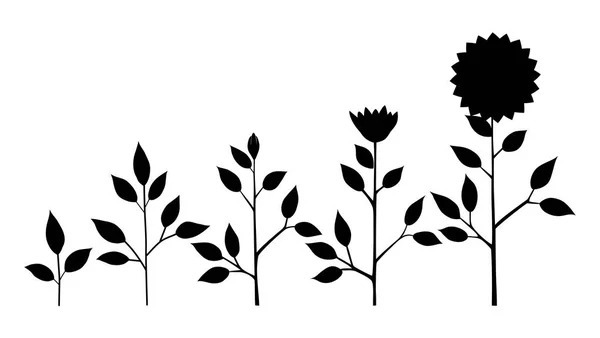 Vetor girassol planta estágios de crescimento silhueta, símbolos florais abstratos isolados no fundo branco. Ciclo de vida do girassol. Estilo plano . —  Vetores de Stock