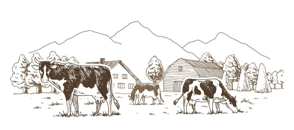 Milchviehbetrieb. Kühe grasen auf der Weide. ländliche Landschaft, Dorf Vintage Skizze. — Stockvektor