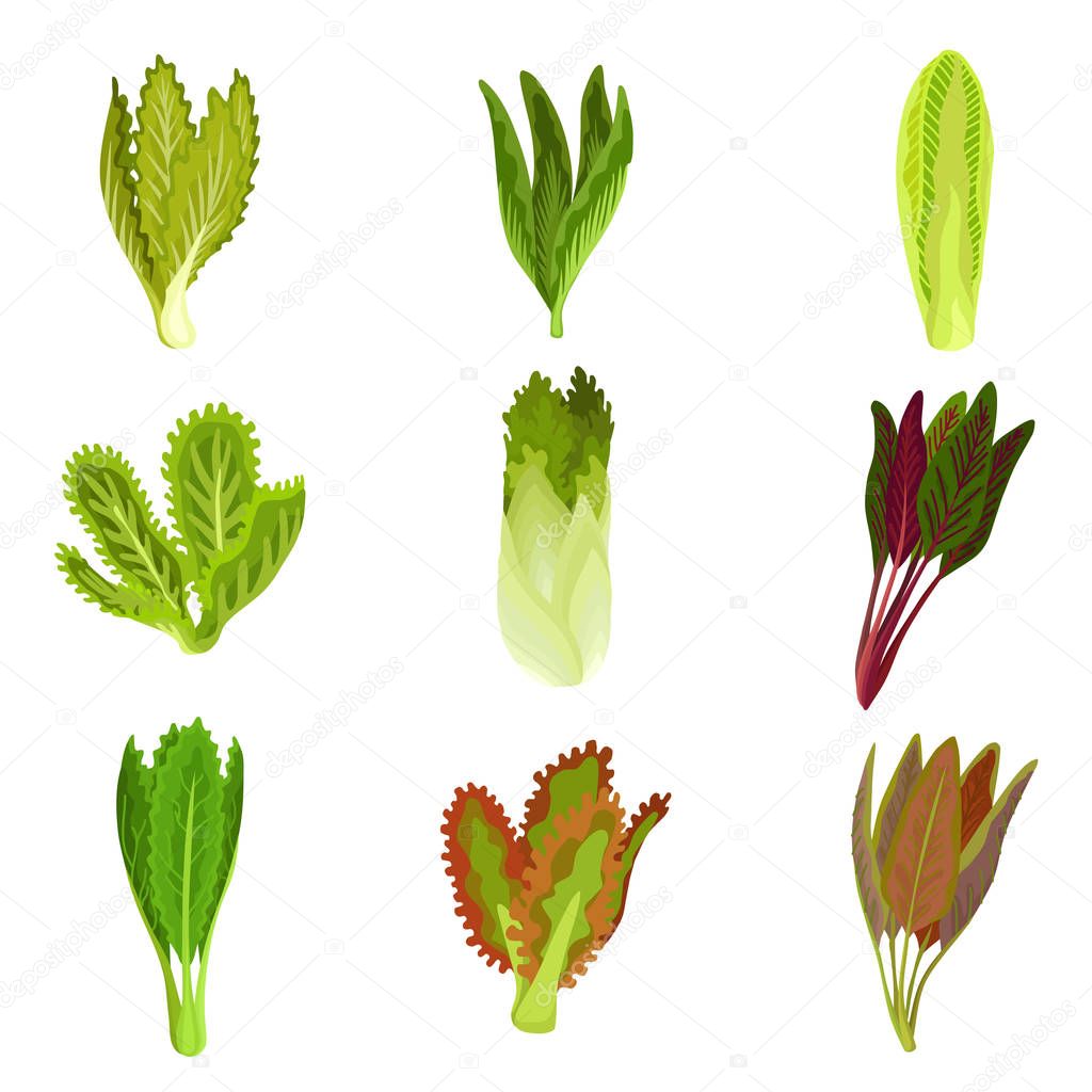 Collection of fresh salad leaves, radicchio, lettuce, romaine, kale, collard, sorrel, spinach, mizuna, healthy organic vegetarian food vector Illustration.