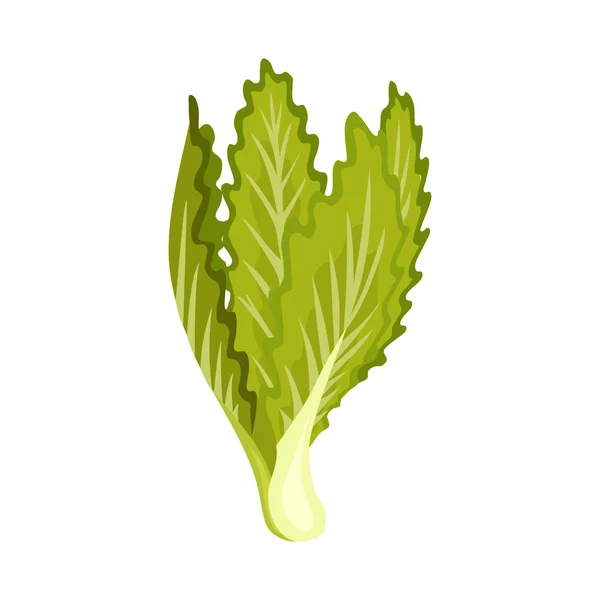 Ensalada verde fresca vegetal y hierba, comida vegetariana orgánica, ilustración vectorial aislada sobre fondo blanco . — Archivo Imágenes Vectoriales