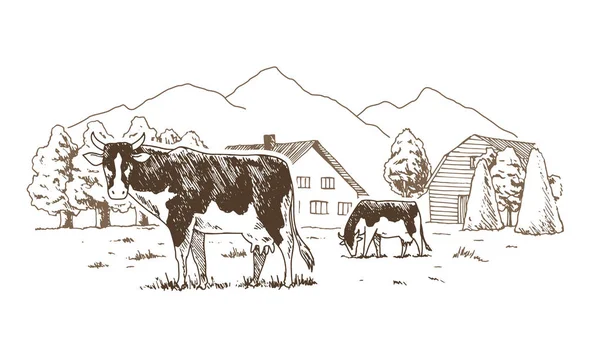 Granja lechera. Las vacas pastan en el prado. Paisaje rural, boceto vintage del pueblo . — Archivo Imágenes Vectoriales