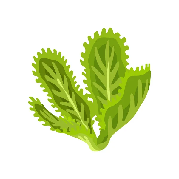 Salada fresca verde vegetal e ervas, comida vegetariana orgânica, ilustração vetorial isolada no fundo branco . — Vetor de Stock