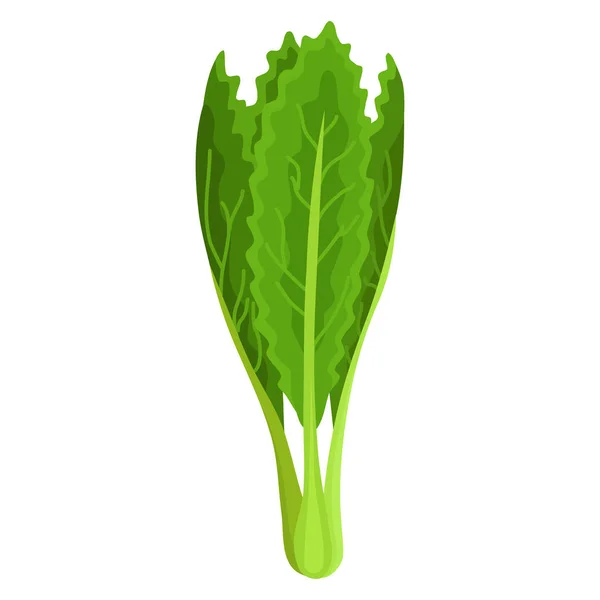 Salada fresca verde vegetal e ervas, comida vegetariana orgânica, ilustração vetorial isolada no fundo branco . — Vetor de Stock