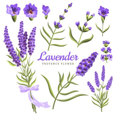 Lavanta. Beyaz arka planda lavanta çiçekleri ve semboller seti, akvaryum. Vektör çizimi. El çizimi çiçek dekoratif elementler davetiyeler, hatıra defteri, tasarım için kullanışlıdır.