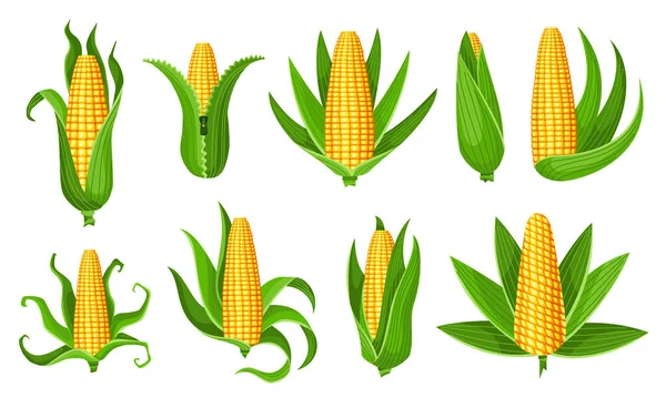 Maïsverzameling. Geïsoleerde rijpe maïskolf. Gele maïskolven met groene bladeren. Zomer boerderij design elementen. Suikerklontjes maïs — Stockvector