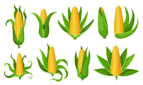 옥수수 콜렉션. 독자적 인 옥수수 귀야. 노란 옥수수 껍질에 초록색 잎 이 있습니다. 여름 농장 설계 요소. 옥수수로 만든 달콤 한 요리 — 스톡 벡터