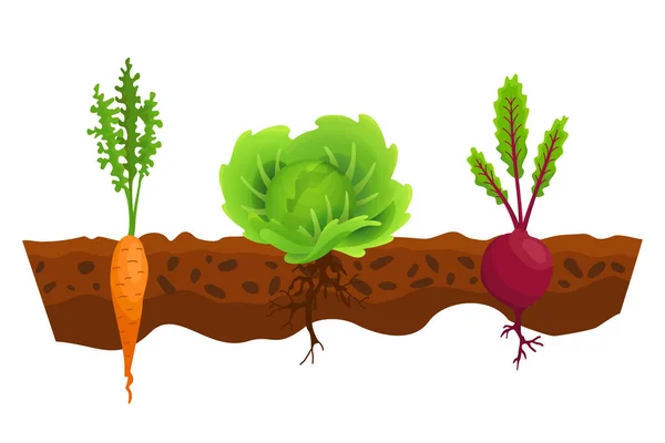 Verduras que crecen en el suelo. Col de una línea, remolacha, zanahoria. Plantas que muestran la estructura radicular debajo del nivel del suelo. Alimento orgánico y saludable. Banner de jardín vegetal. Póster con verduras de raíz — Vector de stock