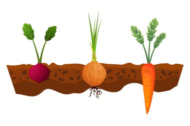 Toprakta sebzeler yetişiyor. Bir sıra soğan, havuç. Yerin altında kök yapısını gösteren bitkiler. Organik ve sağlıklı yiyecekler. Sebze bahçesi afişi. Kök sebzeli poster