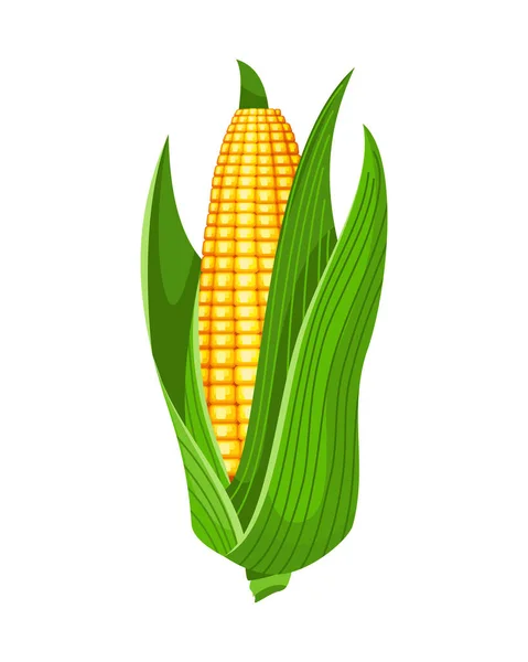 Mais. Vereinzelte reife Kornähren. Gelber Maiskolben mit grünen Blättern. Gestaltungselement Sommerbauernhof. Süßes Bündel Mais — Stockvektor