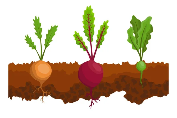 Sayuran tumbuh di tanah. Satu garis lobak, bit. Tanaman menunjukkan struktur akar di bawah permukaan tanah. Organik dan makanan sehat. Spanduk kebun sayuran. Poster dengan veggies root - Stok Vektor