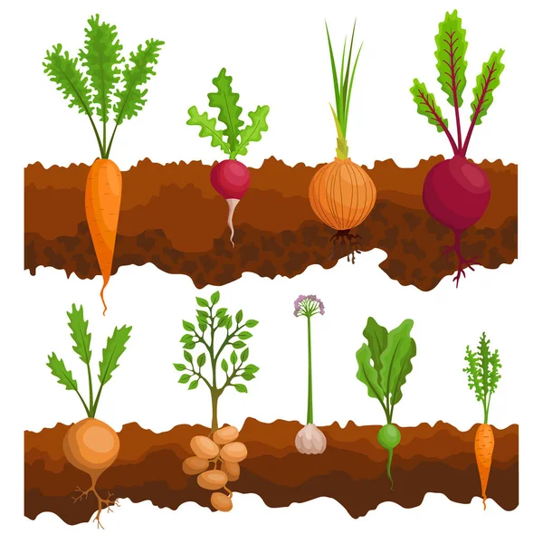 地面に野菜が生えている場合の収集。地面の下に根の構造を示す植物。有機食品と健康食品。菜園のバナー。根菜ポスター — ストックベクタ