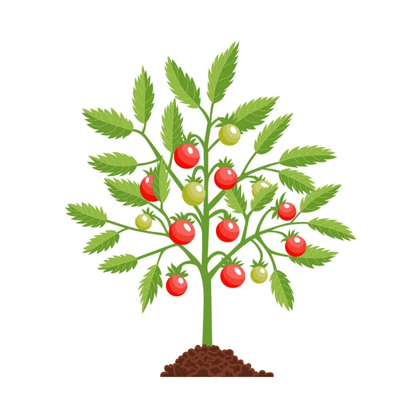 Domates yetiştirme aşaması bitkisi. Kırmızı domates. Meyve aşaması. Olgunlaşma dönemi. Olgun kırmızı domateslerle meyve veren bir bitki