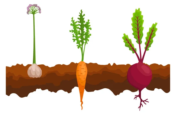 地面に生えている野菜。1つのラインビート、ニンジン、ニンニク。地面の下に根の構造を示す植物。有機食品と健康食品。菜園のバナー。根菜ポスター — ストックベクタ