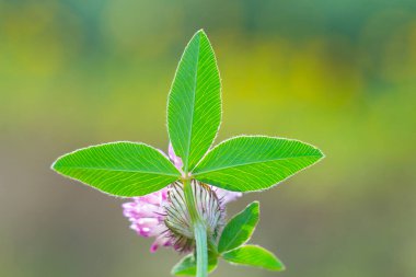 yeşil yonca yaprakları güneşte bir dalda