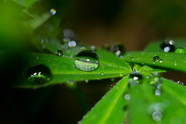 Gotas Agua Hoja Verde —  Fotos de Stock