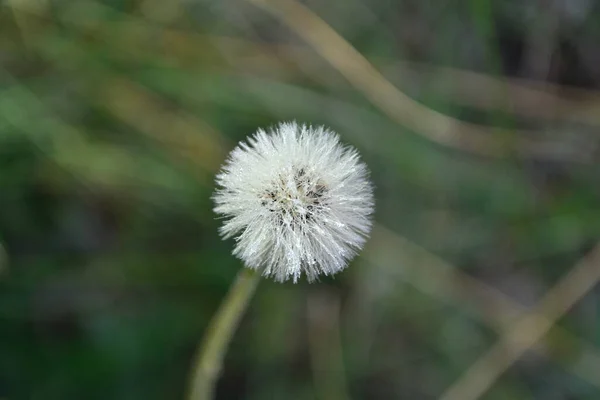 Pissenlit Dans Herbe — Photo