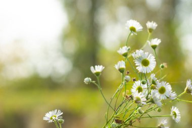 Papatya çiçekleri güneşli bir sonbahar gününde bir tarlada