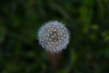 Çimlerde beyaz karahindiba