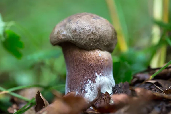 Wild Mushroom Fungus Boletus Darner — Stock Photo, Image