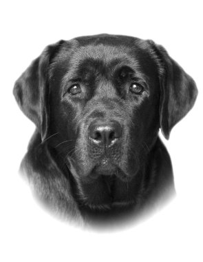 Beyaz arkaplanda tombul bir labrodor portresi