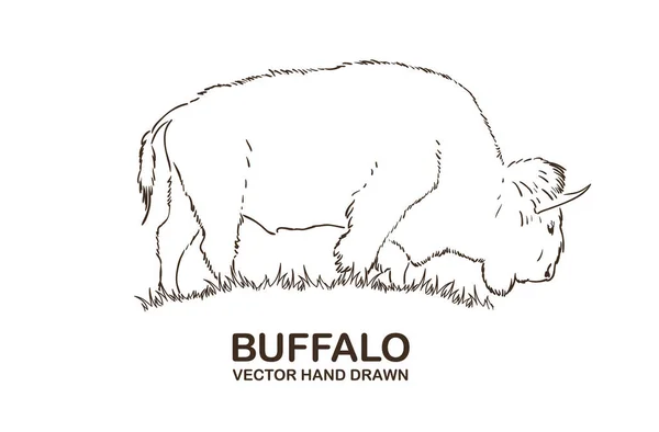 Ilustración vectorial: Línea de búfalo dibujada a mano Aislada sobre fondo blanco — Vector de stock