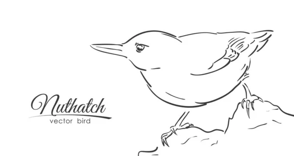 Векторная Иллюстрация Ручной Рисунок Изолированного Nuthatch Белом Фоне Дизайн Линии — стоковый вектор