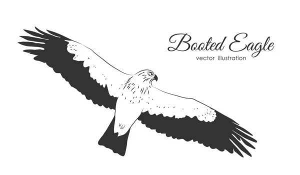 Ilustración Vectorial Águila Arrancada Dibujada Mano Mosca Sobre Fondo Blanco — Archivo Imágenes Vectoriales