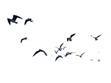 Gökyüzünde uçan birçok kuş beyaz arka planda izole edilmiştir.. 