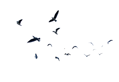 Gökyüzünde uçan birçok kuş beyaz arka planda izole edilmiştir.. 