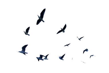 Gökyüzünde uçan birçok kuş beyaz arka planda izole edilmiştir.. 