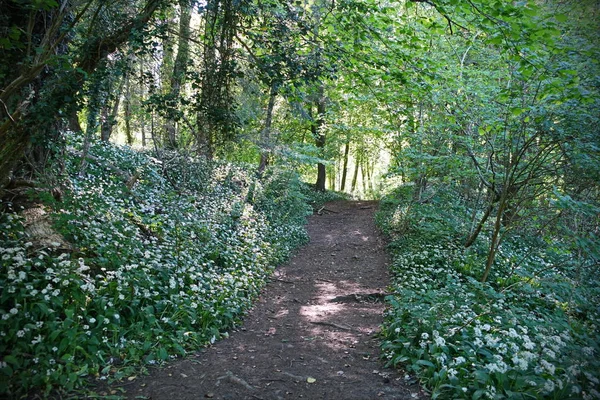 View Winding Path Beautiful Park — Stock Photo, Image