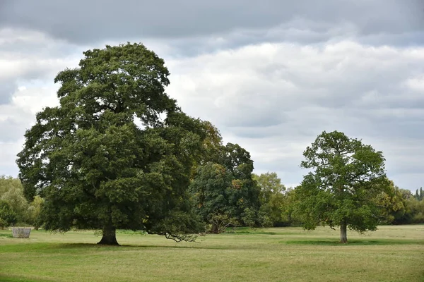 Green Field Μια Κοιλάδα Δέντρα Και Συννεφιασμένο Ουρανό — Φωτογραφία Αρχείου