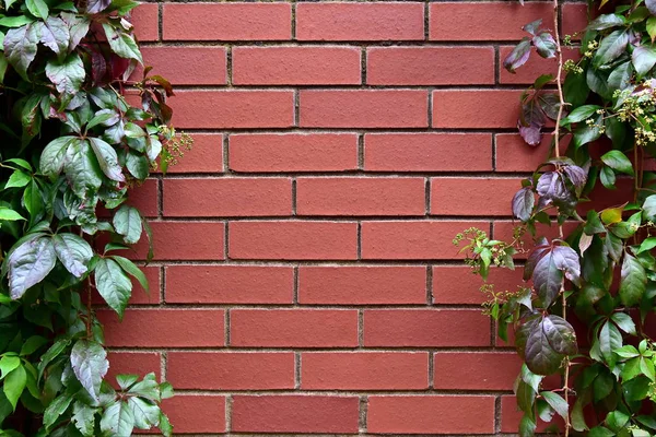 Red Brick Wall Framed by Green Leafy Foliage