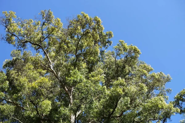 Tiro Cênico Tranquilo Galhos Árvore Frente Céu Azul — Fotografia de Stock