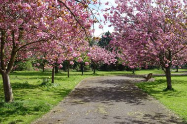 güzel yeşil bahçede asfalt yol sakin doğal atış