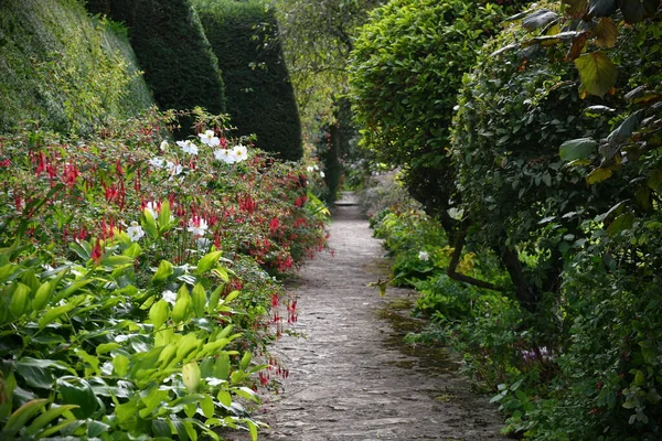 Hermosas Plantas Jardín Flores — Foto de Stock