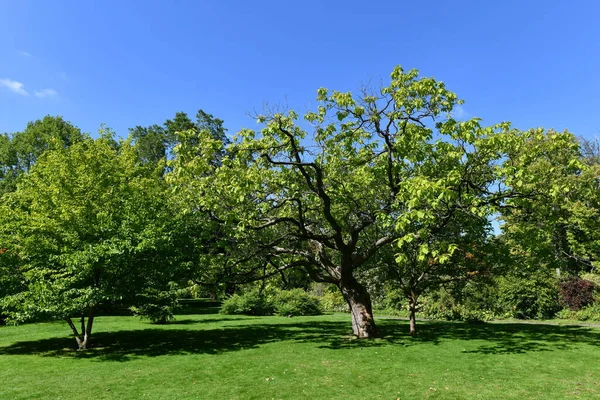Вид Зелені Паркові Дерева Природа — стокове фото