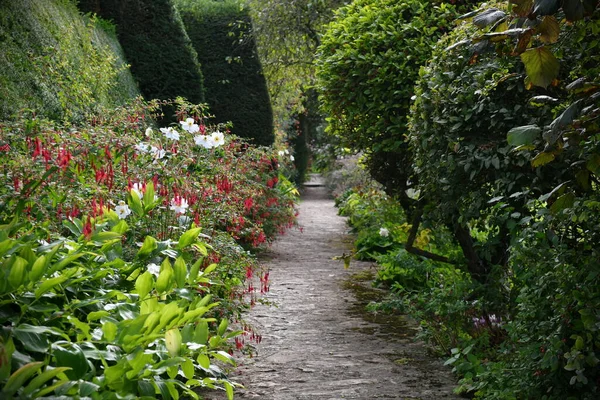 Vackra Trädgårdsväxter Och Blommor — Stockfoto