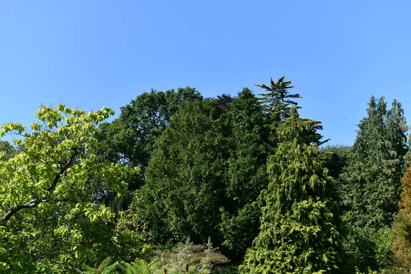 Landskap Träd Och Gröna Blad Bergen Ryssland — Stockfoto