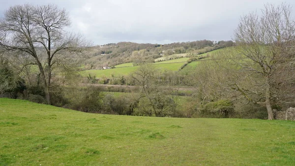 Paysage Avec Herbe Verte Arbres — Photo