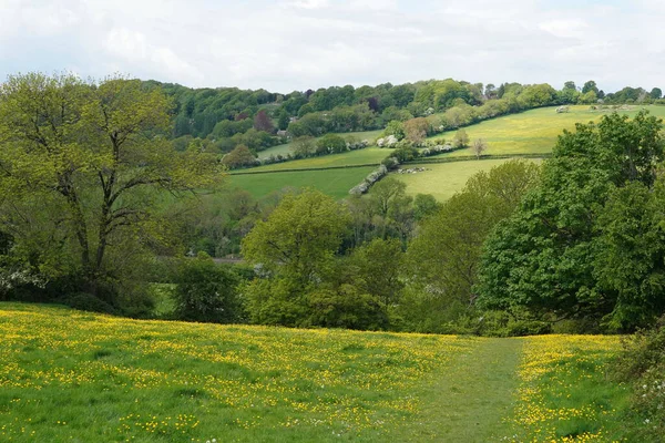 Paisaje Verano Con Hierba Verde Árboles — Foto de Stock