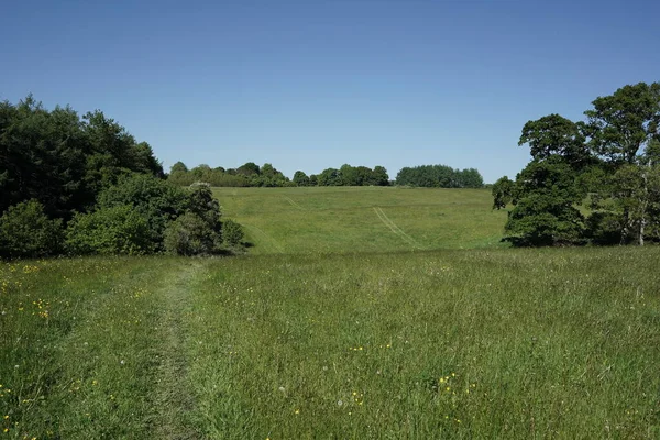 Landschaft Mit Einem Feld Aus Gras Und Blauem Himmel — Stockfoto
