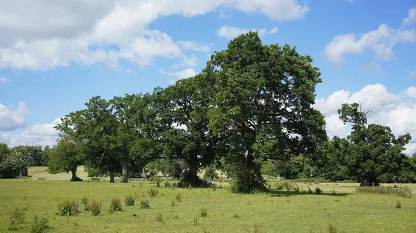 Пейзаж Полем Деревьев Голубым Небом — стоковое фото