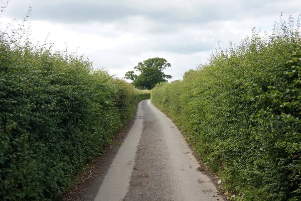 Road Forest — Stock Photo, Image