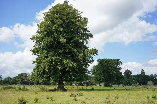 Зелені Дерева Полі — стокове фото