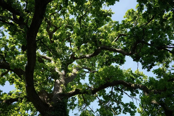 Árvore Verde Com Céu Azul — Fotografia de Stock